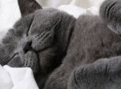 Техника быстрого сна предлагает высыпаться за 2 часа в сутки