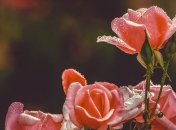 Поздравления с Днем Рождения дяди 27 марта: стихи и открытки