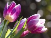 Приметы и обряды на 25 апреля – День Василия Парийского