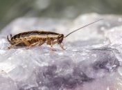 Тараканы не переносят этот запах