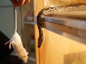 Китайские ученые создали плащ-невидимку 