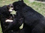 В штате Монтана пришлось усыпить 7 черных медведей