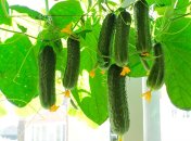 Секретный метод "оживить" кусты, которые не хотят расти