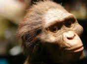 Развитие мозга австралопитеков: новое исследование поставило под сомнение современную научную парадигму