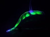 Исследователи создали прозрачного робота-угря для исследования морских глубин  