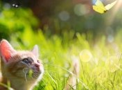 Лето набирает обороты: прогноз погоды в Украине на Ивана Купала 