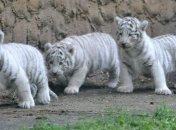 Троих белых тигрят показали посетителям в чешском зоопарке