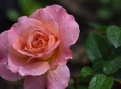 Прогноз погоды в Украине 23 июля: лишь в одном регионе будет сухо