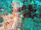 Найден конкурент Большого барьерного рифа  