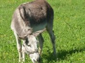 Житель Одессы хотел покатать осла на трамвае