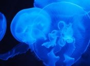 В Великобритании сфотографировали гигантскую медузу размером с человека