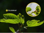 В Україні комахи знищують волоські горіхи