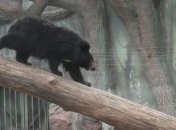 На Прикарпатье теплая погода не дала заснуть медведям