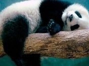 У Бельгії гігантська панда народила пару дитинчат-близнюків