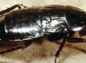 Ученые выявили предназначение тараканов на Земле