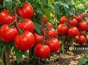 Соковиті помідори