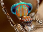 Ученые открыли новый вид пауков