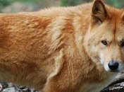 Рыжий пес продолжает нападать на людей 