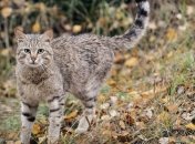 Ученые назвали еще одну причину гибели рептилий в Австралии