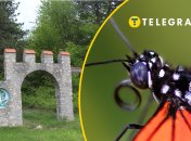 У "Медоборах" помітили гарного метелика