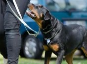 В Одессе патрульные застрелили злую собаку