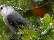 Школьник разработал программу, позволяющую распознать трели птиц