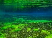 Ученые раскрыли секрет появления токсичных водорослей в озерах Америки