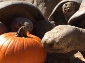 Как столетние галапагосские черепахи жуют тыкву (Видео)