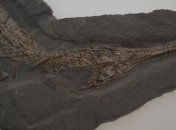 Исследователи открыли новый вид древних крокодилов