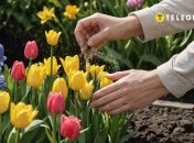 Эти методы подкормки сделают луковичные цветы пышными (изображение создано с помощью ИИ)