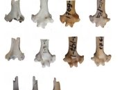 Впервые обнаружены останки древнего попугая