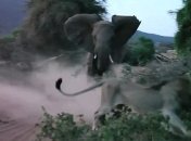  В Сети опубликовали видео боя слонихи со львом в кенийском заповеднике (Видео) 
