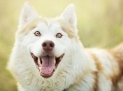 Ученые выяснили, что думают о нас собаки, когда мы улыбаемся