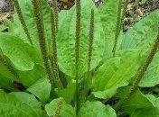 Чем полезен подорожник для красоты и здоровья