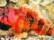 Curasub нашла на дне Карибского бассейна новый вид скорпен