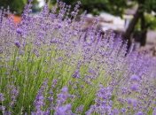 Які рослини приносять удачу та кохання