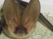 В киевском подвале обнаружили редкую летучую мышь с огромными ушами