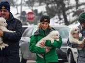 Спасатели обнаружили трех щенков под завалами отеля, накрытого лавиной
