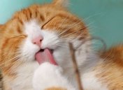 Названы животные, способные исцелять людей