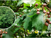 В Киеве есть рябина лекарственная