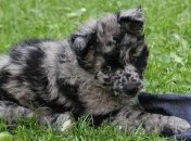 Причудливые породы собак, о существовании многих из которых вы даже не знали (Фото)