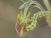 Растение использует трупы насекомых для самозащиты