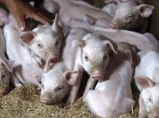 В Украине умерли свиньи зараженные африканской чумой