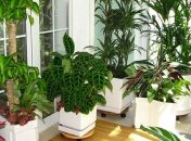 Ученые сделали грандиозное открытие о растениях