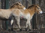 Лошади Пржевальского совершают перелет из Чехии в Монголию