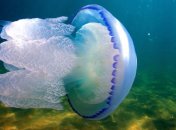 Медуза під водою.