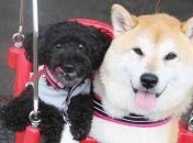 Прикольные картинки, которые подарят заряд позитива