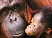 Впервые за 42 года в пражском зоопарке родился детеныш орангутанга