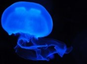 На побережье английского городка нашли огромную медузу