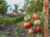 Раствор дрожжей - это универсальная подкормка